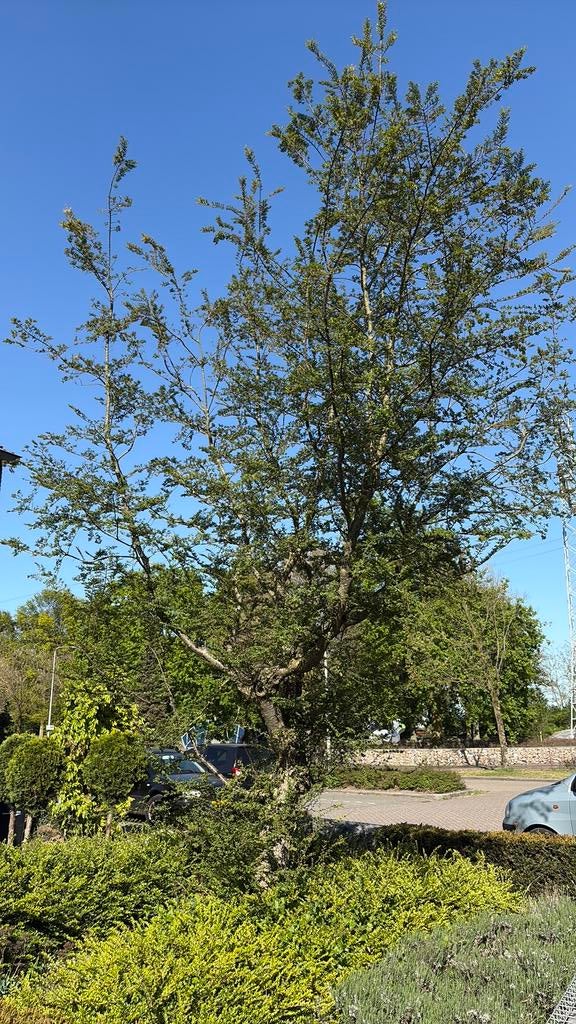 Beuk,schijnbeuk, Nothofagus antarctica, Ophalen, Volle zon, Overige soorten