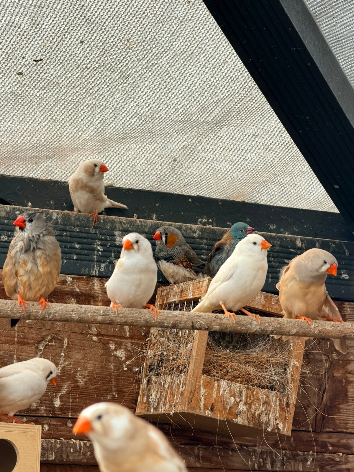 Te koop kanaries en/of zebravinken, Dieren en Toebehoren, Meerdere dieren, Tropenvogel