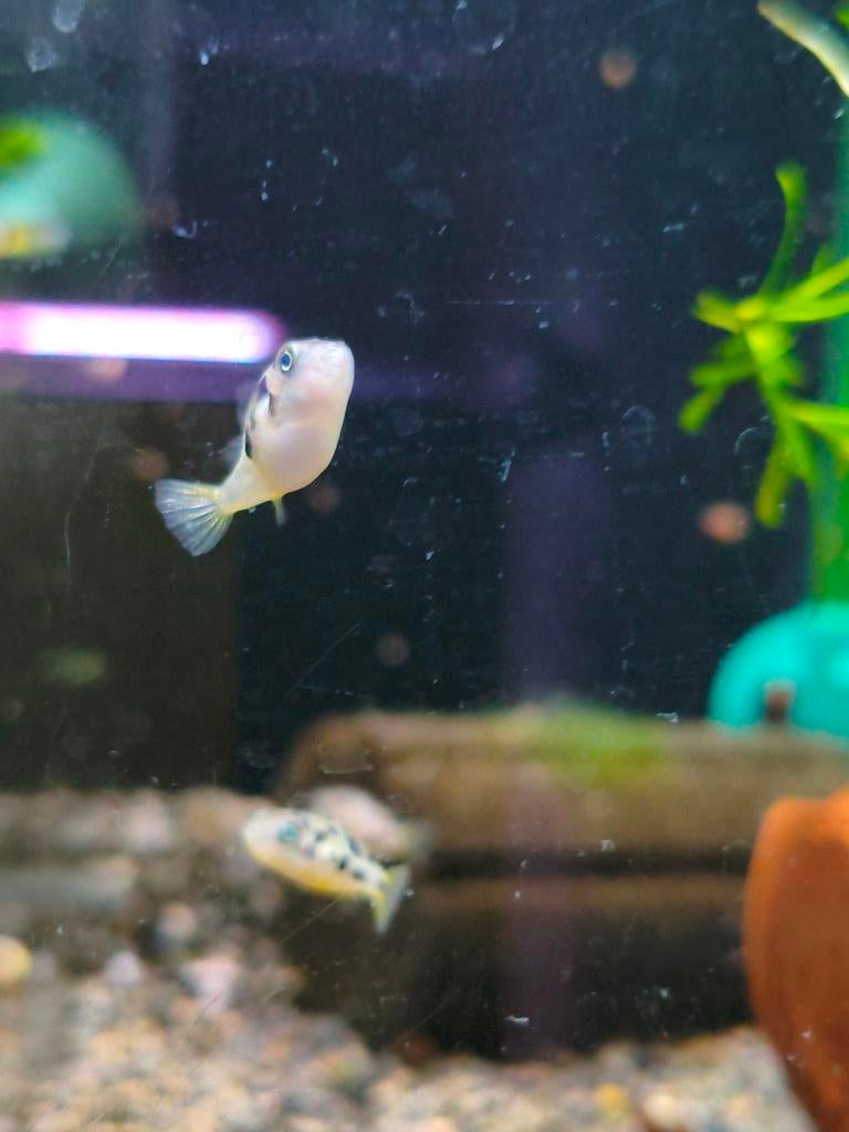 Dwerg kogelvisje, Dieren en Toebehoren, Vissen | Aquariumvissen, Vis, Zoetwatervis