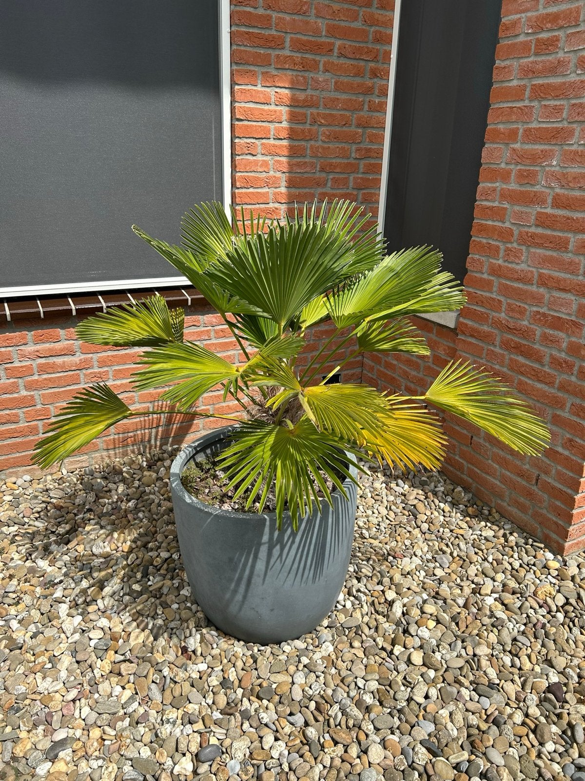Mooie Trachycarpus Fortunei Palm in pot, Volle zon, Vaste plant, Bloeit niet, Ophalen