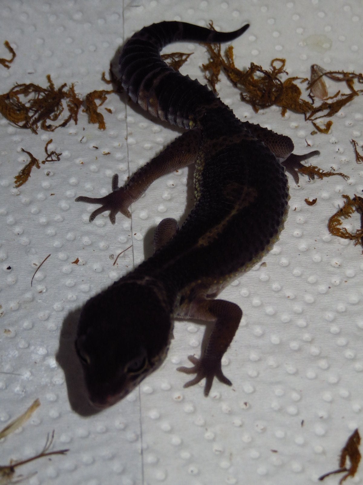 black night luipaardgekko man Leopard Gecko - male for sale from Angel