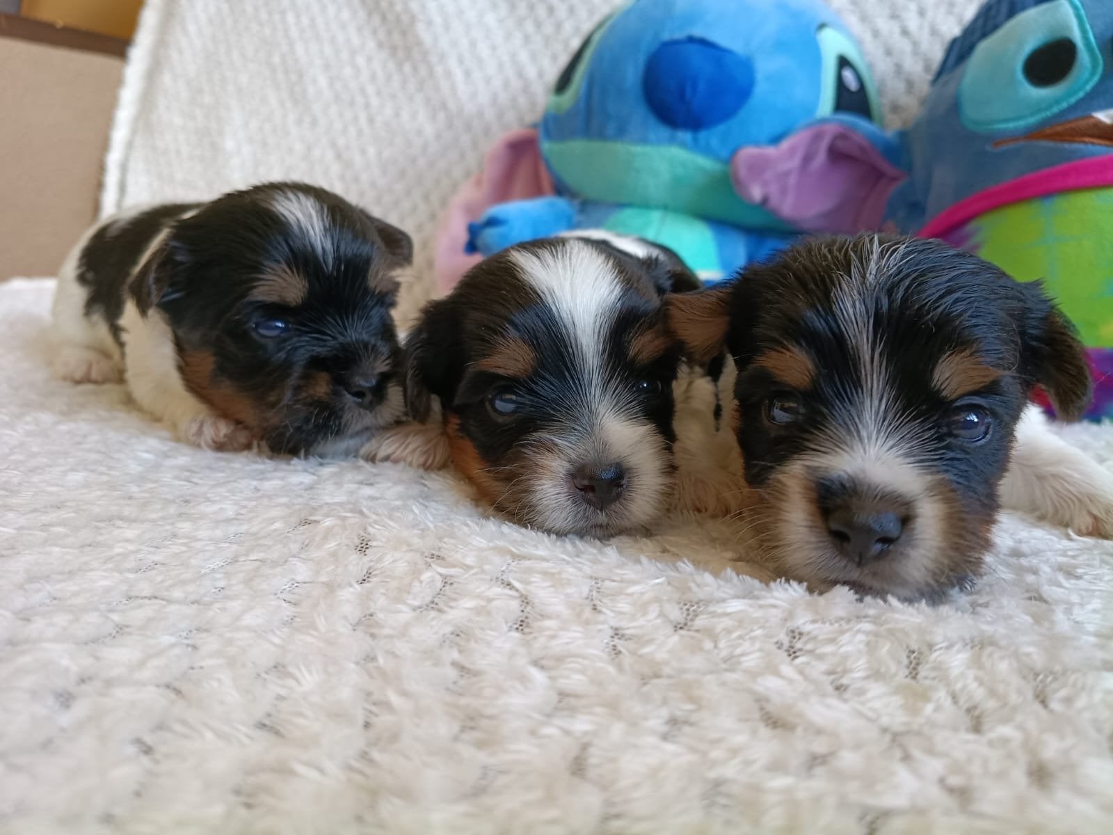 Biewer Yorkshire Terrier FCI, Reu, 8 tot 15 weken, Buitenland, Meerdere