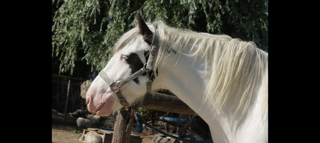 Tinker ruin, 2 maanogen, 5 jaar 1,44 zadelmak, Dieren en Toebehoren, Ruin, Zadelmak, 3 tot 6 jaar, Gechipt