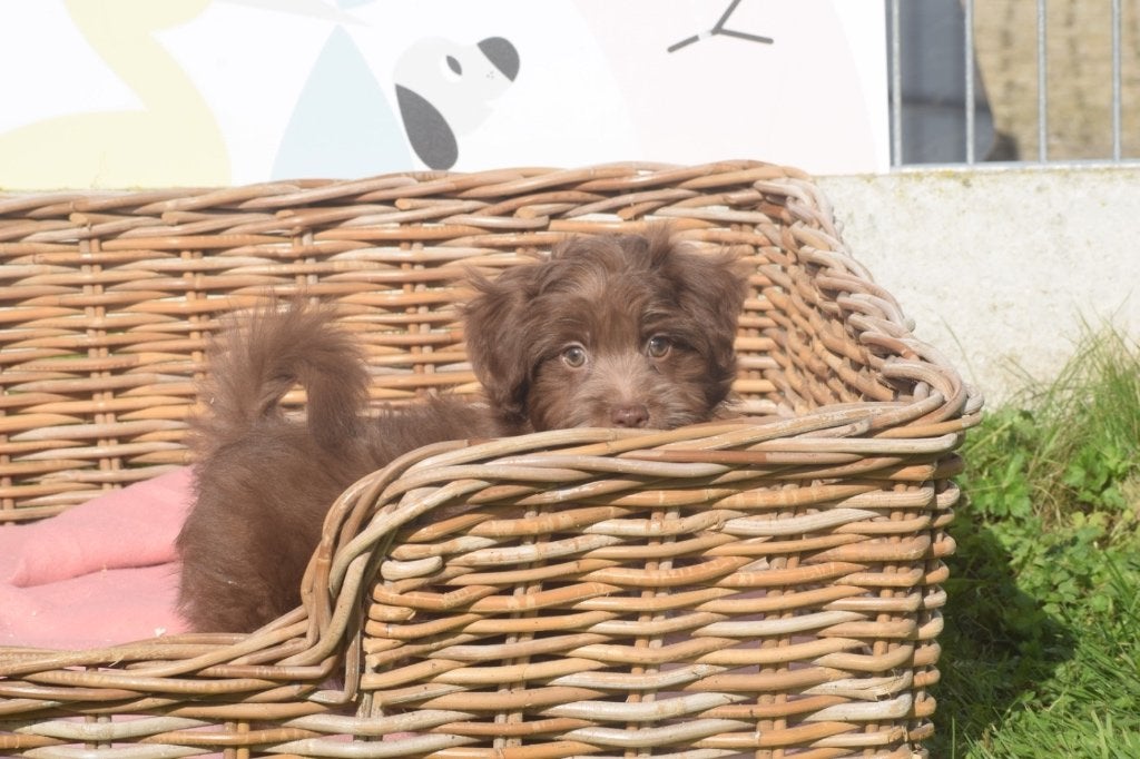 Havanezer pups nieuw nestje, 15 weken tot 1 jaar, Overige rassen, Buitenland, Meerdere