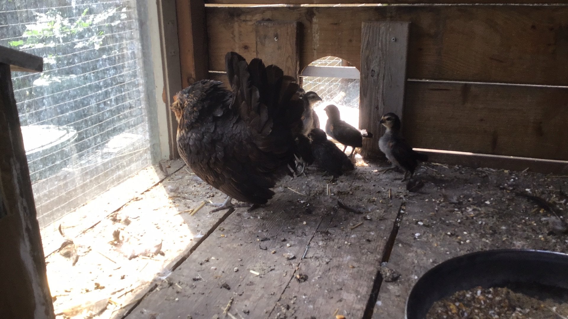 Te koop Antwerpse baardkriel met 8 kuikens, Meerdere dieren, Kip