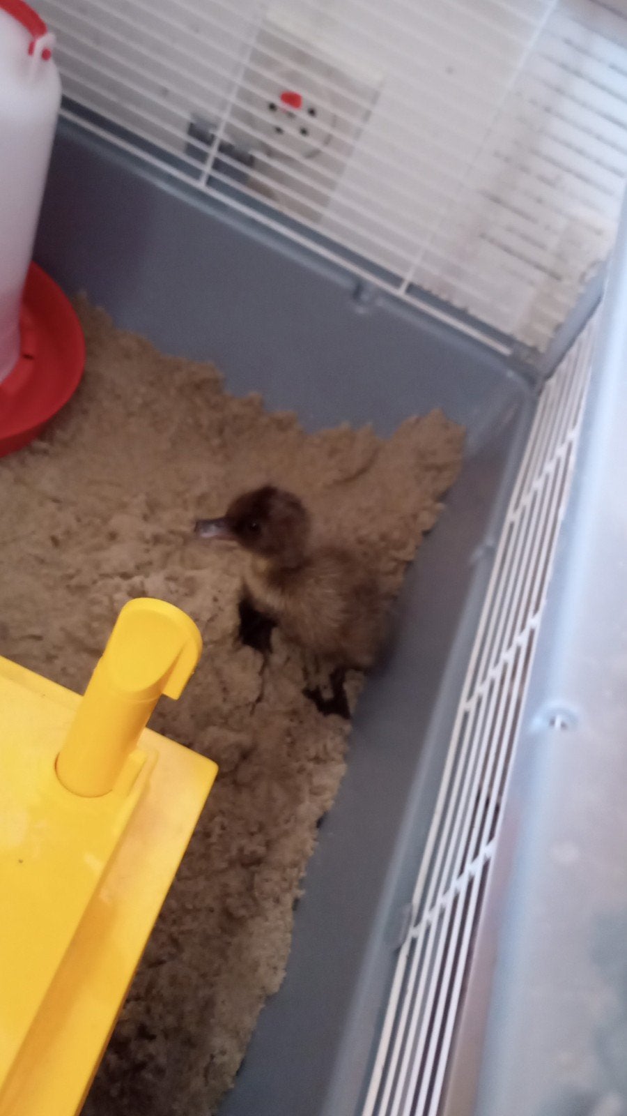 loopeenden, Dieren en Toebehoren, Ophalen
