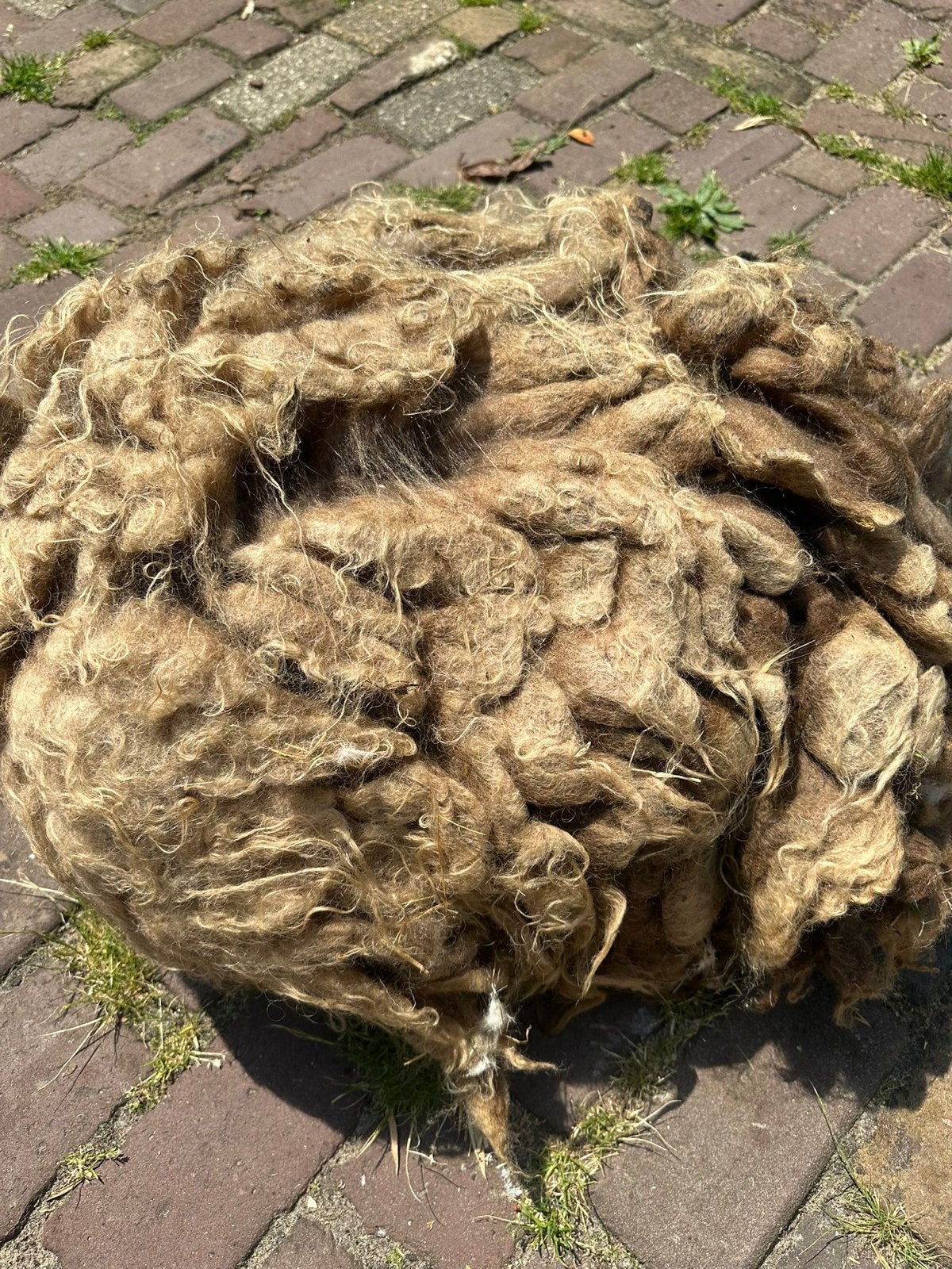 BIO schapenvachten ongefilt rauw, Ophalen of Verzenden