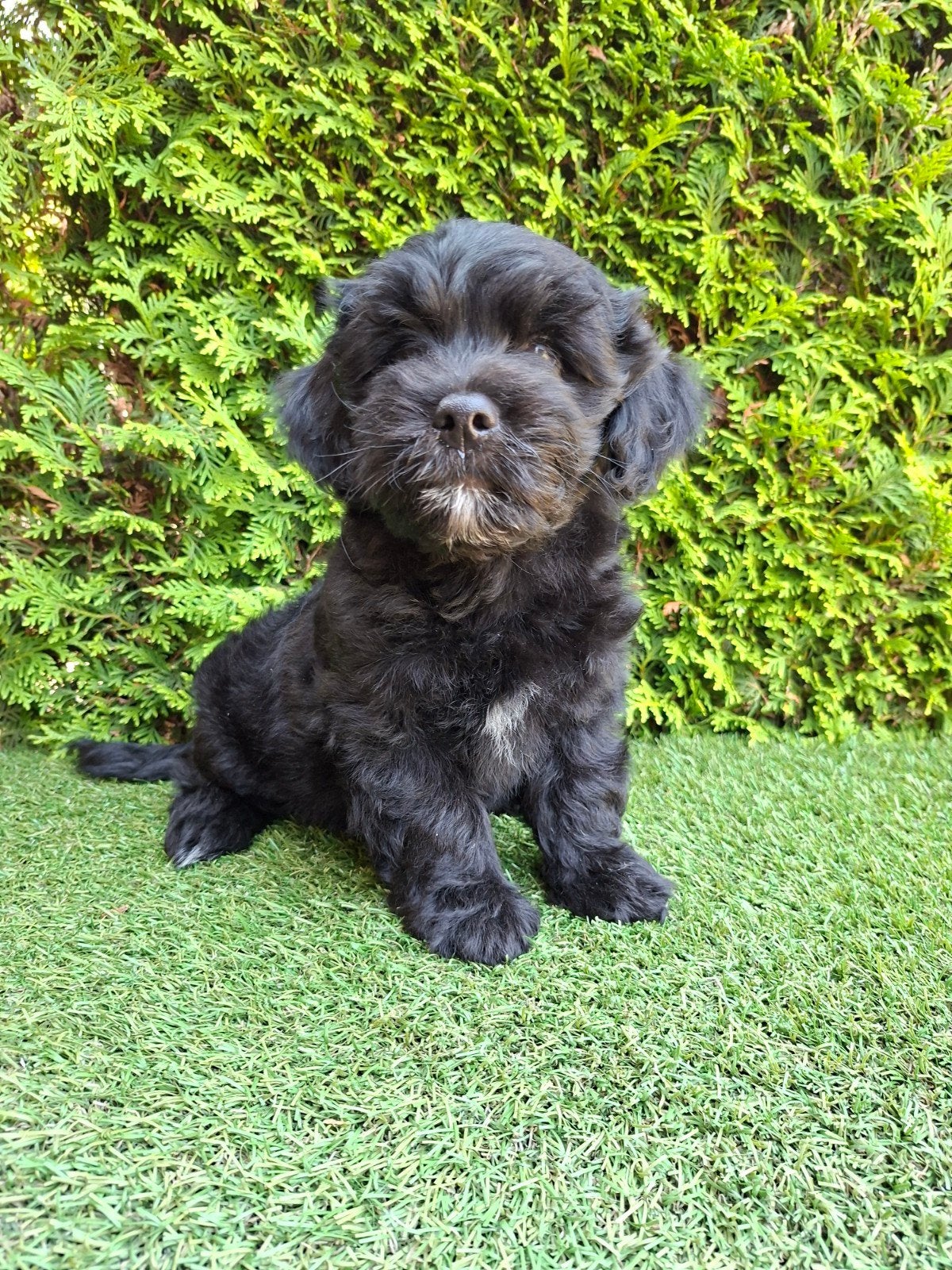 Zeer mooie boomer x mini doodle pups., Dieren en Toebehoren, Parvo, 8 tot 15 weken, Meerdere, Nederland
