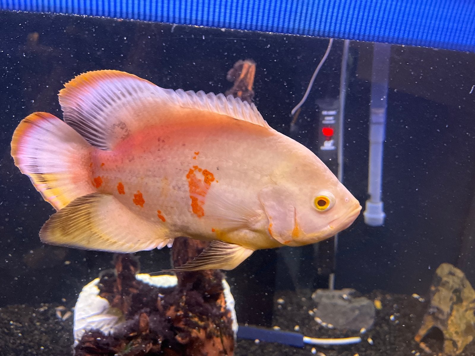 Oscar, Dieren en Toebehoren, Vissen | Aquariumvissen, Vis, Zoetwatervis