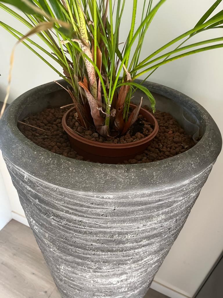 Grote palmplant in hoge pot. Heel mooi, Tuin en Terras, Bloempotten, Zo goed als nieuw, 40 cm of meer, Rond, Ophalen
