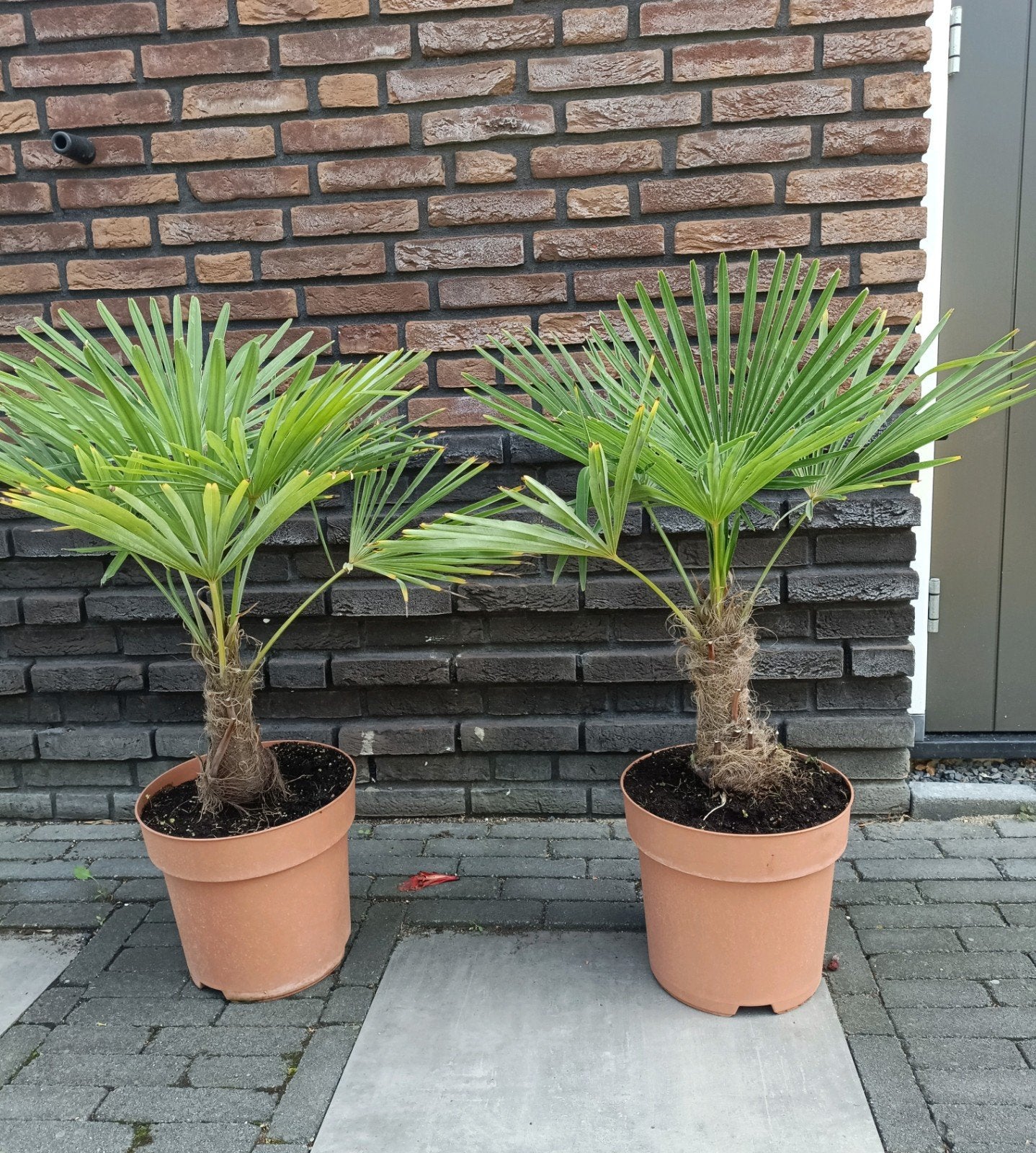 2 maal Trachycarpus fortunei, 7 jaar oud en winterhard!, Tuin en Terras, Ophalen, Bloeit niet, Overige soorten, Volle zon