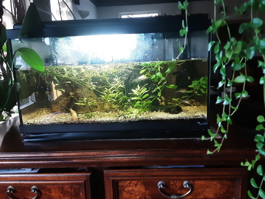 Aquarium met verlichting, planten en decoratie – compleet, Gebruikt, Aquatlantis, Ophalen of Verzenden, Gevuld zoetwateraquarium