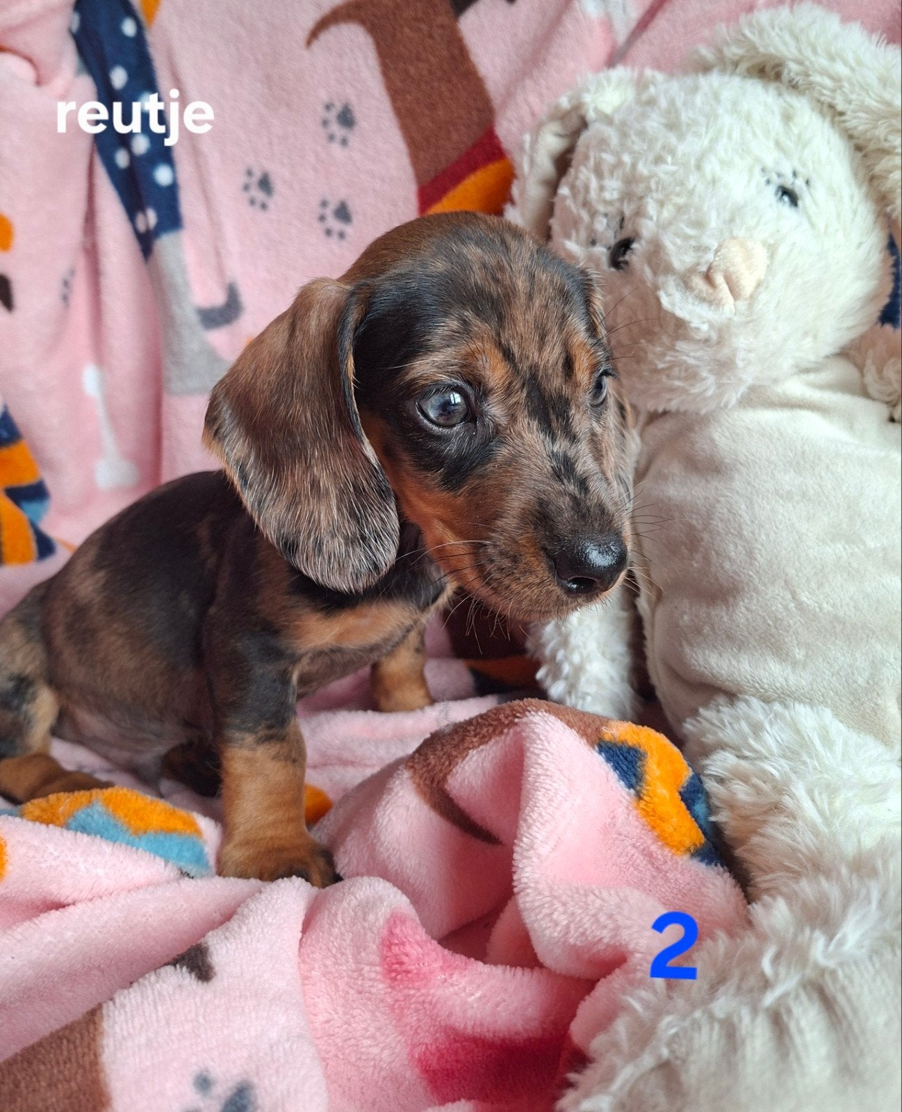 Prachtige & Sociale Dwergteckel Pups, Dapple & Black /tan, Dieren en Toebehoren, 8 tot 15 weken, Korthaar, Dwerg, CDV (hondenziekte)