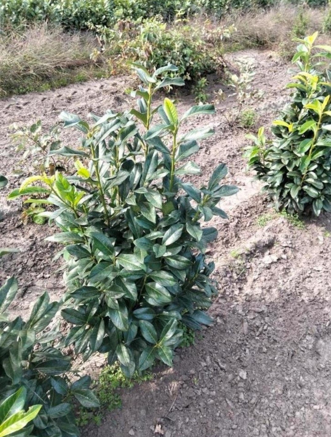 Prunus laurocerasus 'genolia ' met kluit, Tuin en Terras, Ophalen, Laurier, 100 tot 250 cm