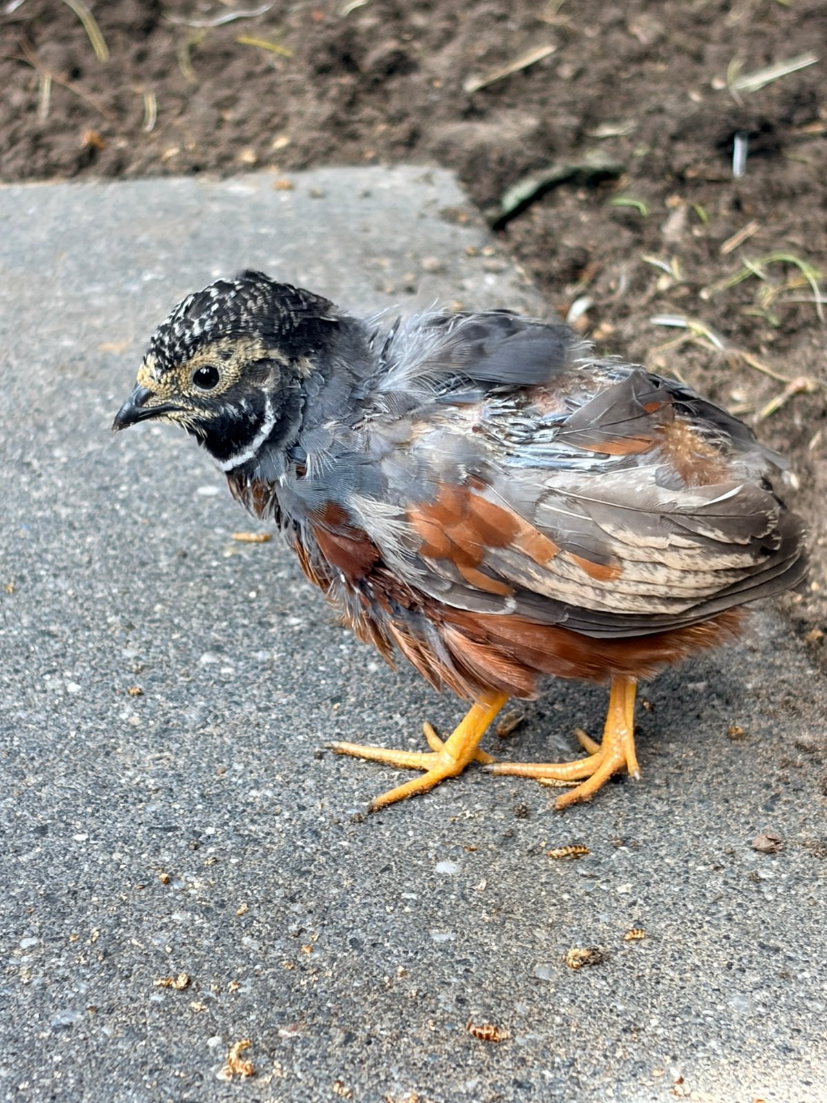 Natuurbroed chinese dwergkwartel haan te koop, Dieren en Toebehoren, Mannelijk