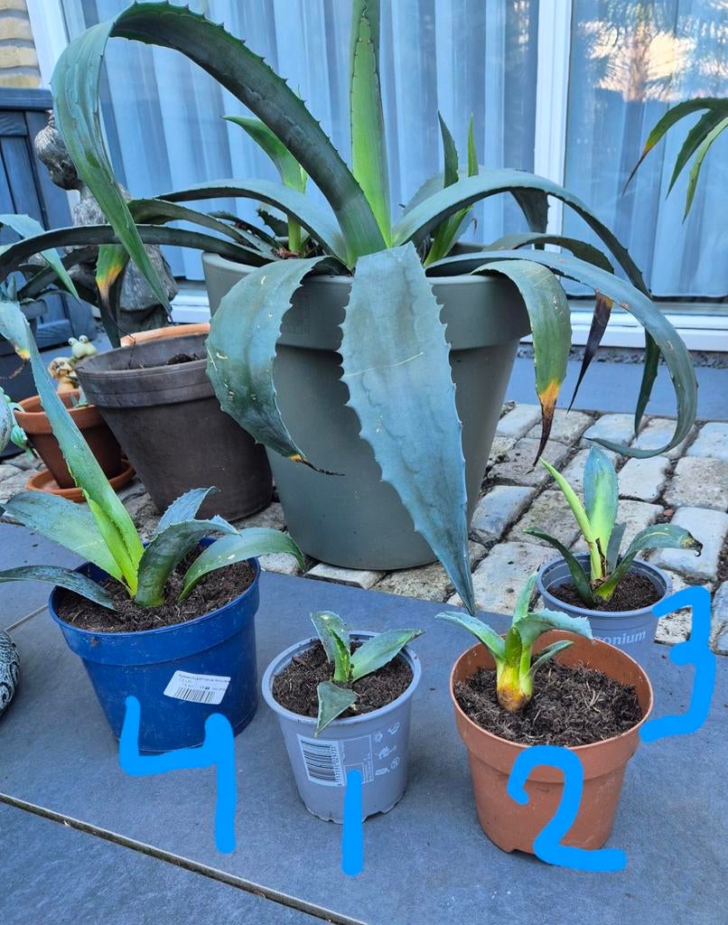 Verschillende agave stekken, Volle zon, Vaste plant, Bloeit niet, Ophalen