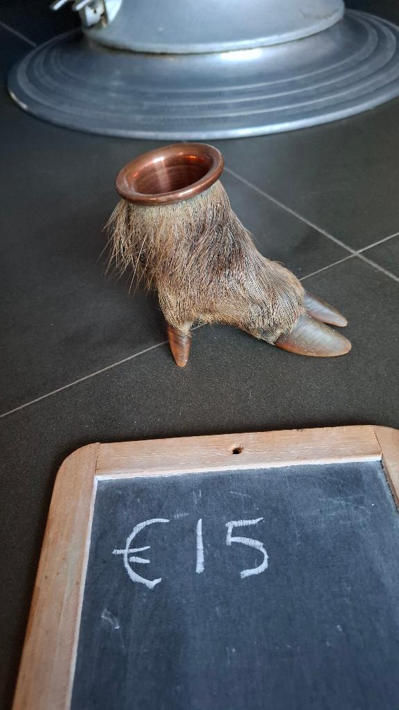 div. schedel opgezette dieren taxidermie anatomische modelen, Verzamelen, Dierenverzamelingen, Ophalen of Verzenden, Wild dier