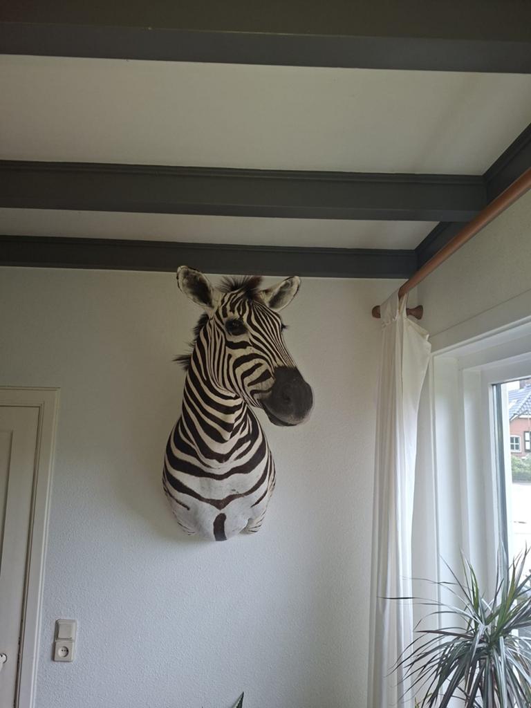 Zebra kop-schouder-montage ,, opgezette , taxidermie, Verzamelen, Dierenverzamelingen, Ophalen, Opgezet dier