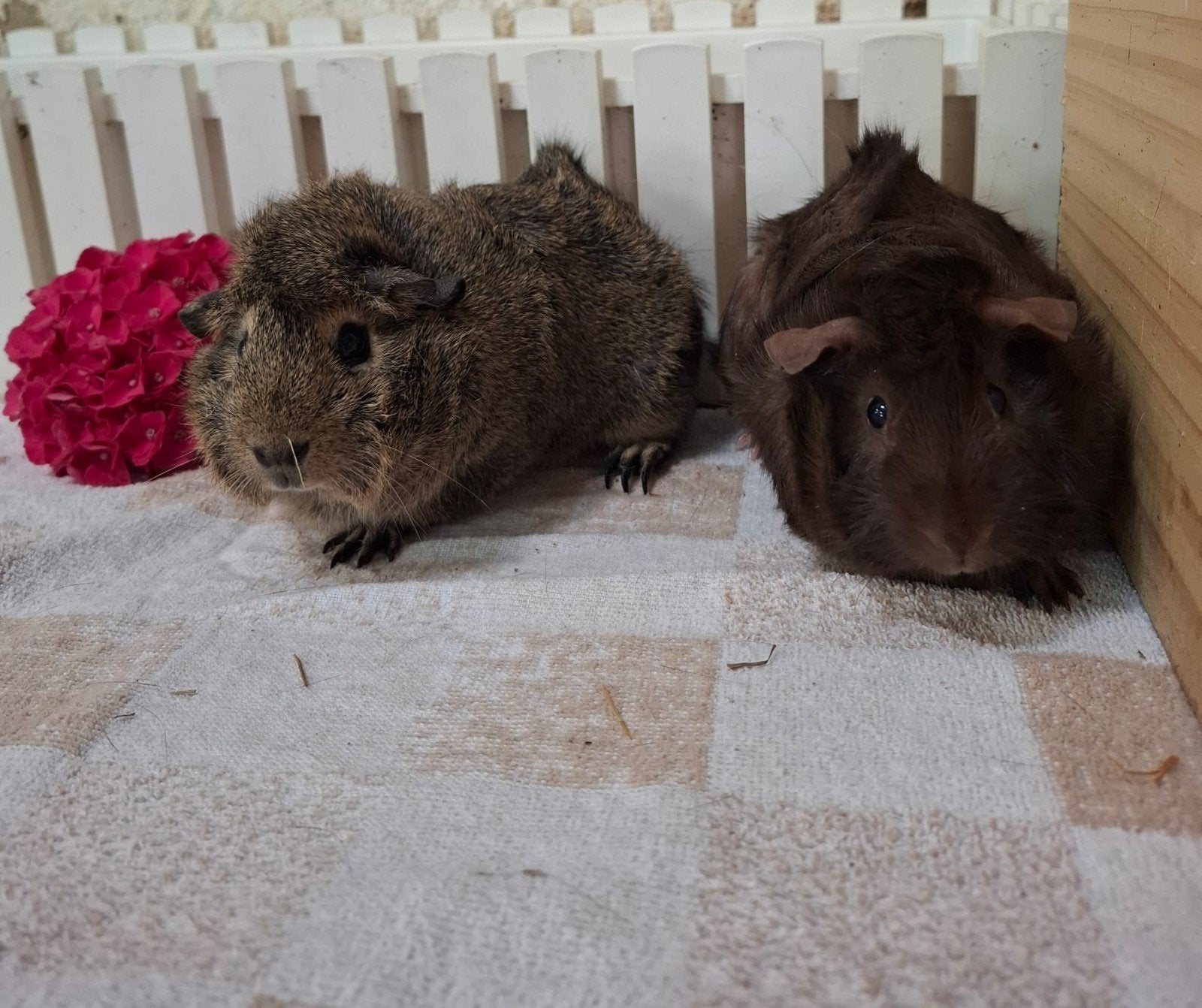 2 borstel zeugjes, Vrouwelijk, Tam, Maart, Cavia