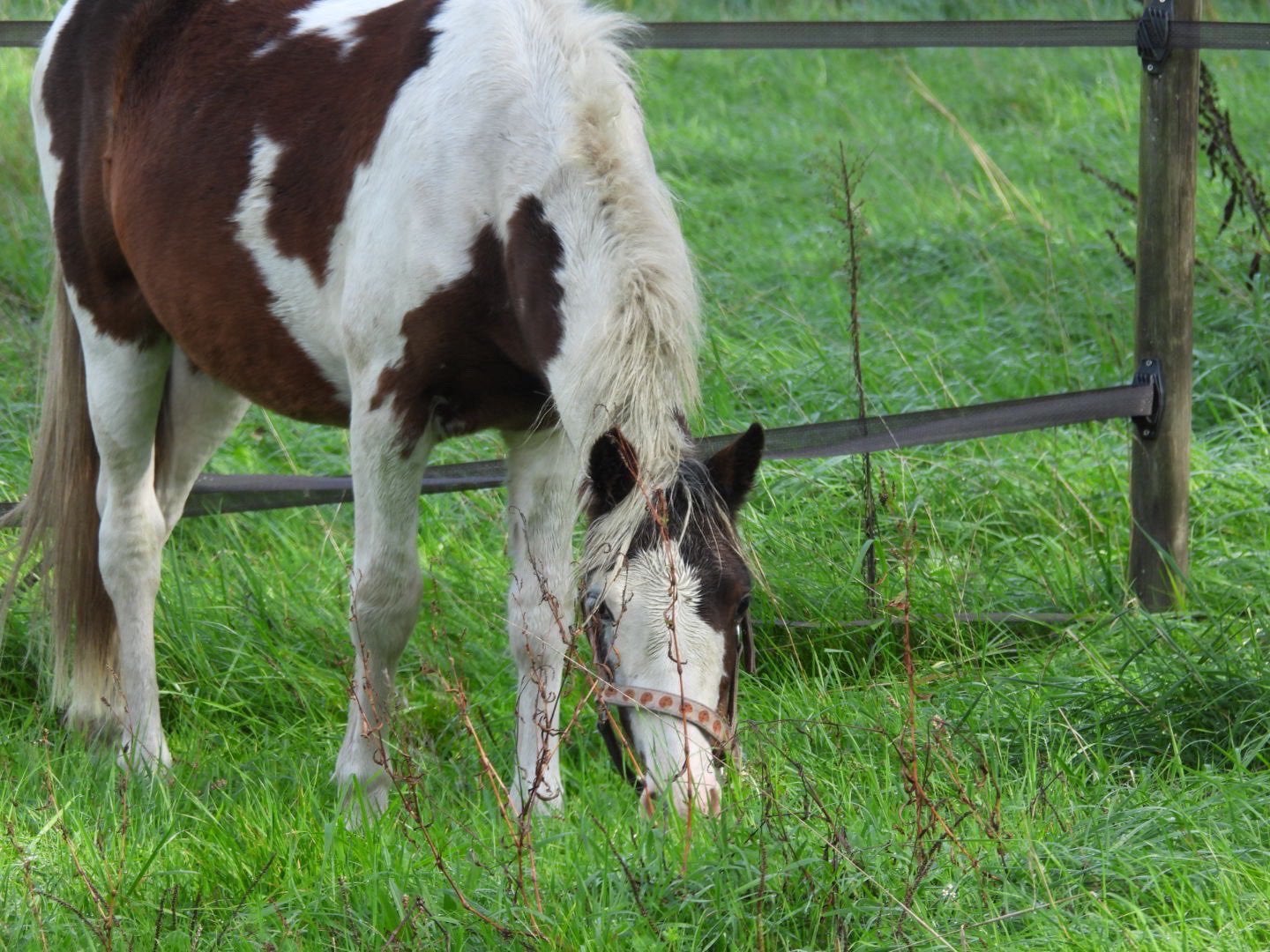 Bonte jaarling, Gechipt, Minder dan 160 cm, Ruin, 0 tot 2 jaar