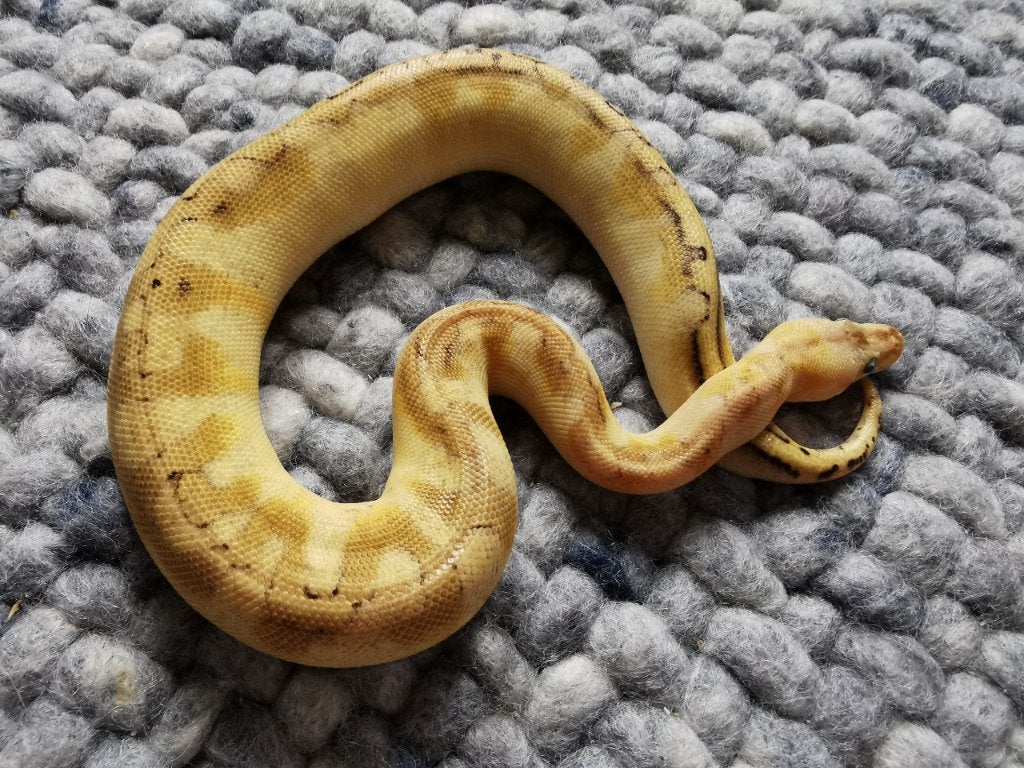 0.1 Champagne Enchi Pastel Koningspython, Dieren en Toebehoren, Slang, Tam, 0 tot 2 jaar