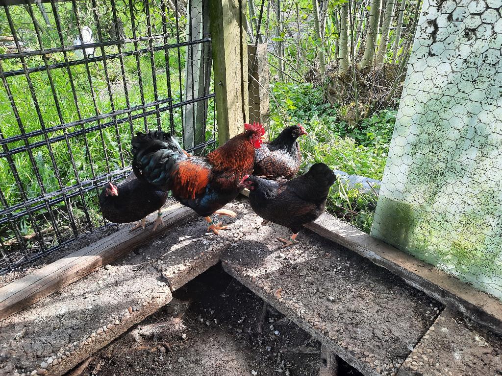 Broedeieren van dubbel gezoomde barnevelder krielen., Dieren en Toebehoren, Geslacht onbekend, Kip