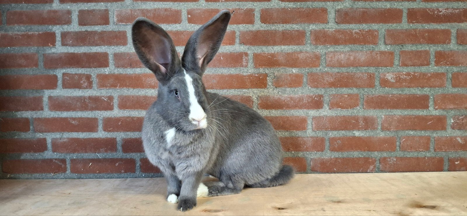 Duitse reus, Dieren en Toebehoren, Konijnen, Vrouwelijk, Groot