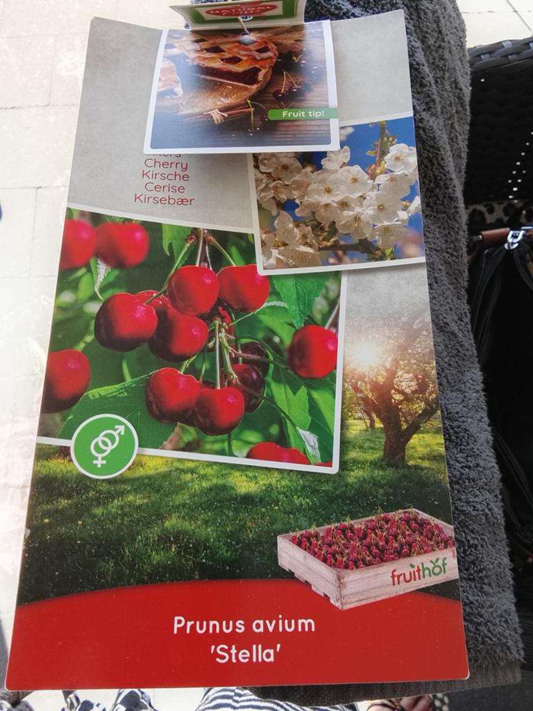 Kersenboom 'Stella' in pot - Zelfbestuivend, Tuin en Terras, Planten | Fruitbomen, Ophalen, Lente, Volle zon, Kersenboom