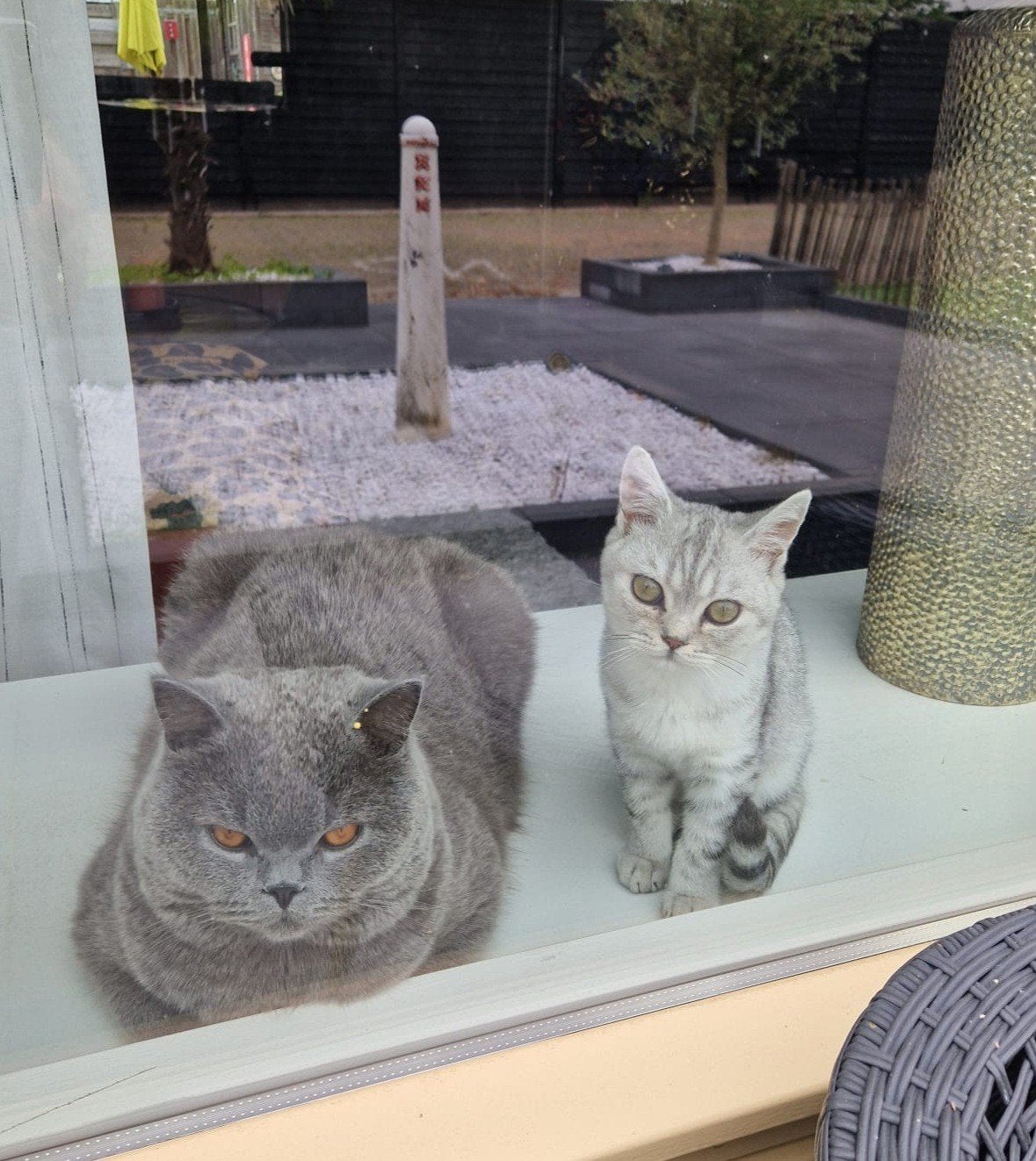Britse Korthaar Silver Tabby 15 weken oud kater, Kater, Ontwormd, 0 tot 2 jaar