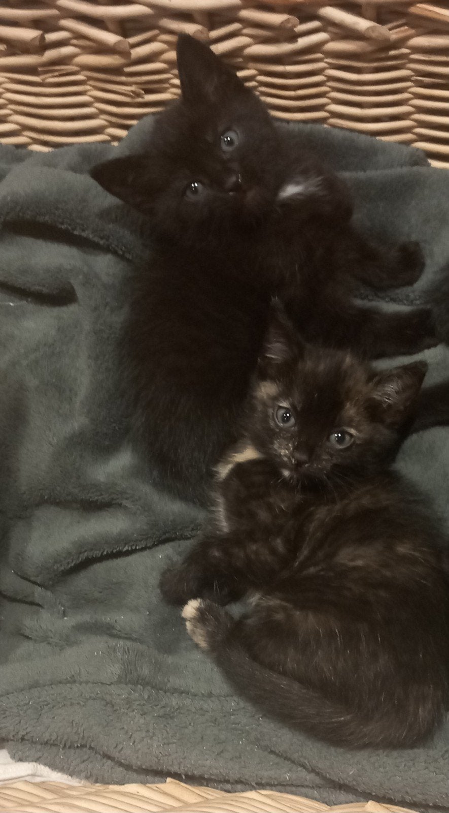 lieve gesocialiseerde kittens te koop! mogen direct weg, Dieren en Toebehoren