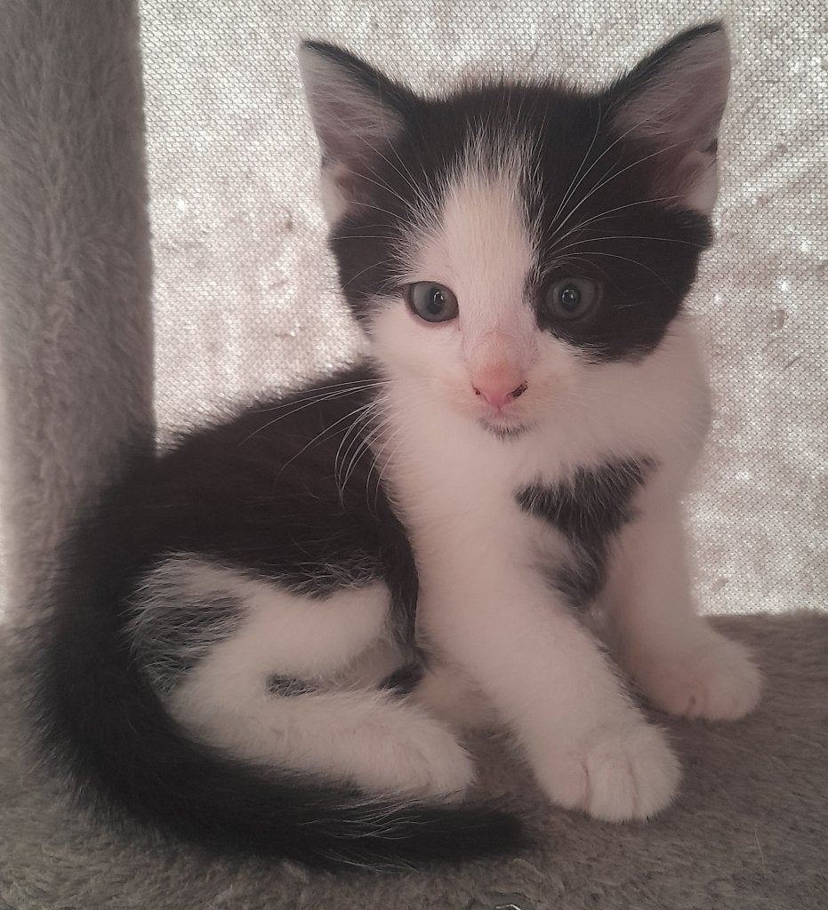 Mooie lieve Ragdoll/Noorse Boskat/Eur korth kruising kittens, Meerdere dieren, Ontwormd, 0 tot 2 jaar