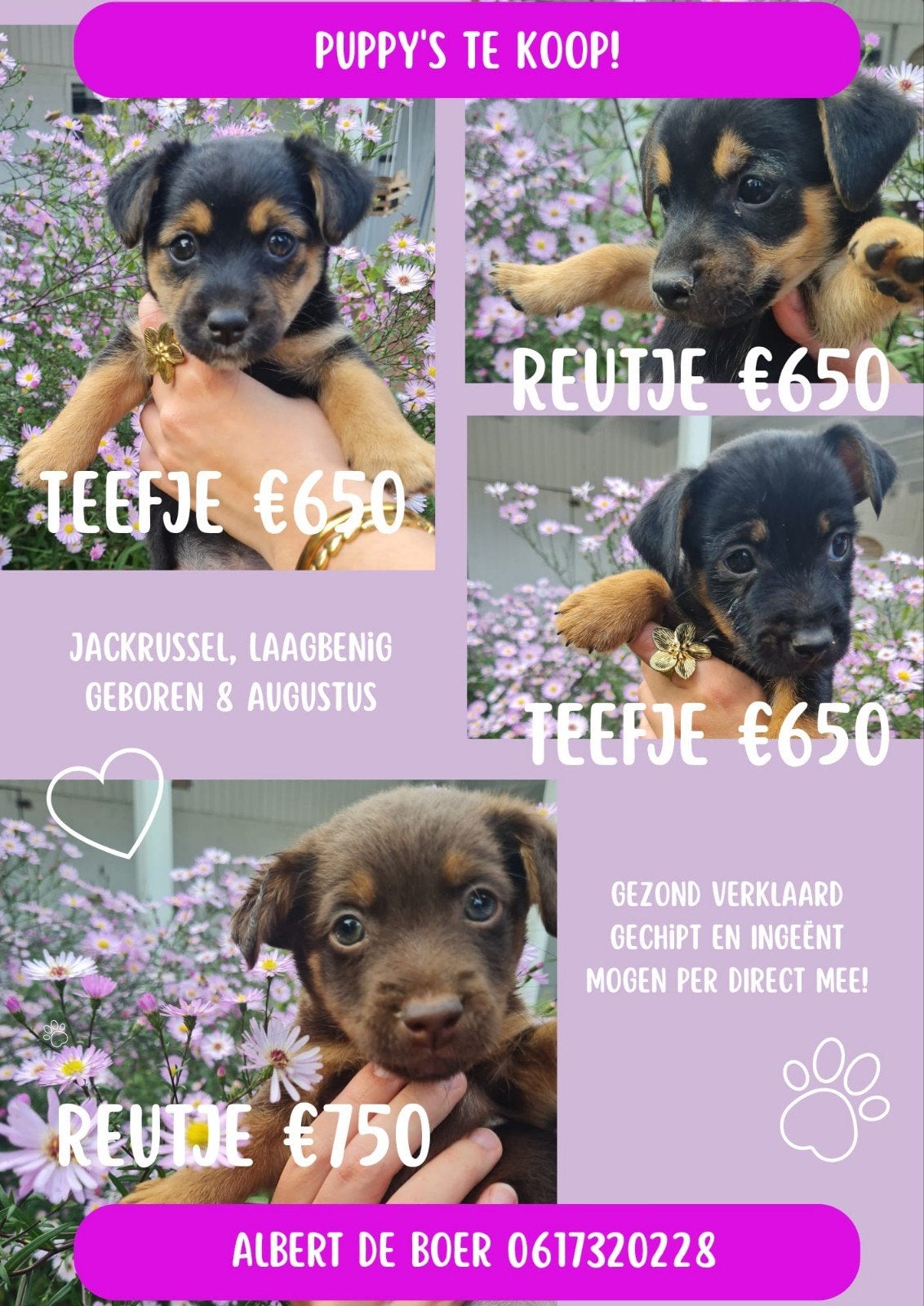 Jack Russel pups, Jack Russell Terriër, 8 tot 15 weken, Meerdere, Meerdere dieren