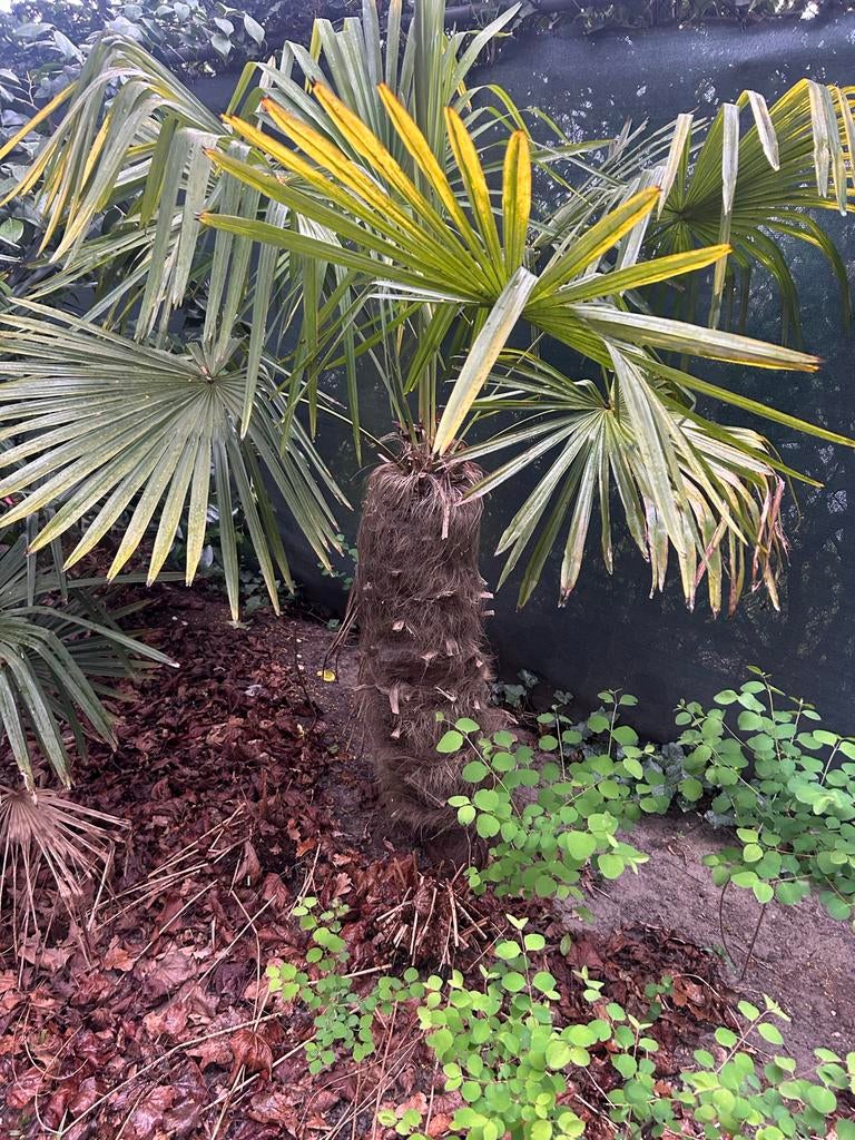 Trachycarpus Fortunei - Winterharde Palmboom (90cm), Volle zon, Vaste plant, Bloeit niet, Ophalen