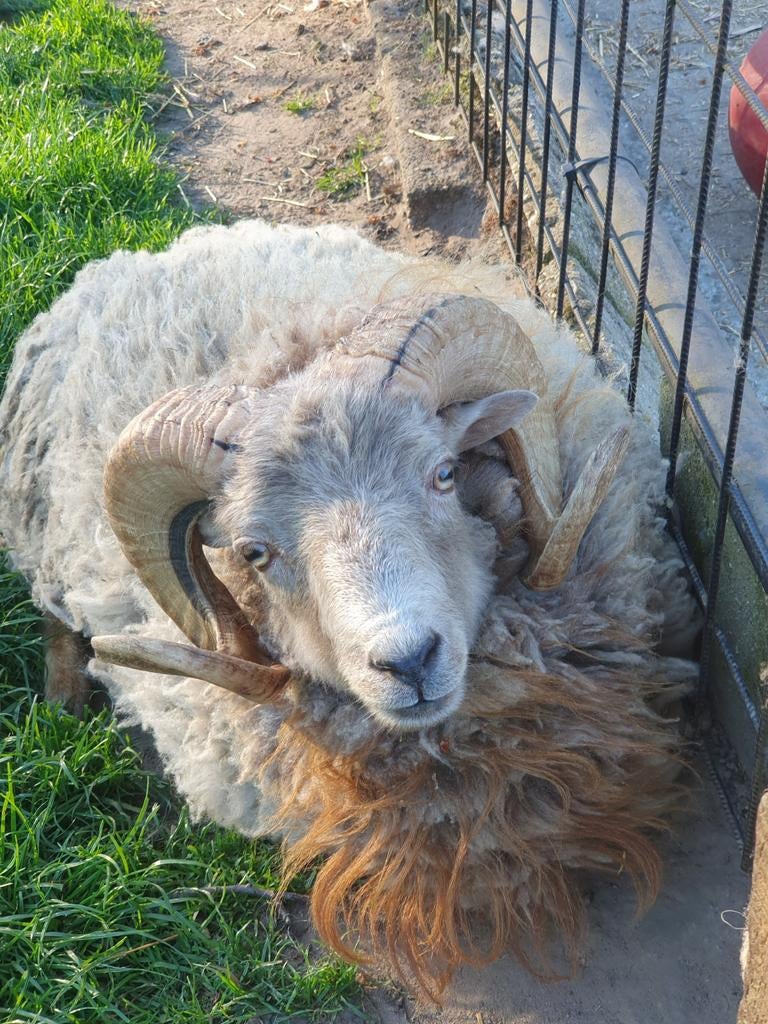 Ouessant ram te koop of ruilen, Mannelijk, Schaap