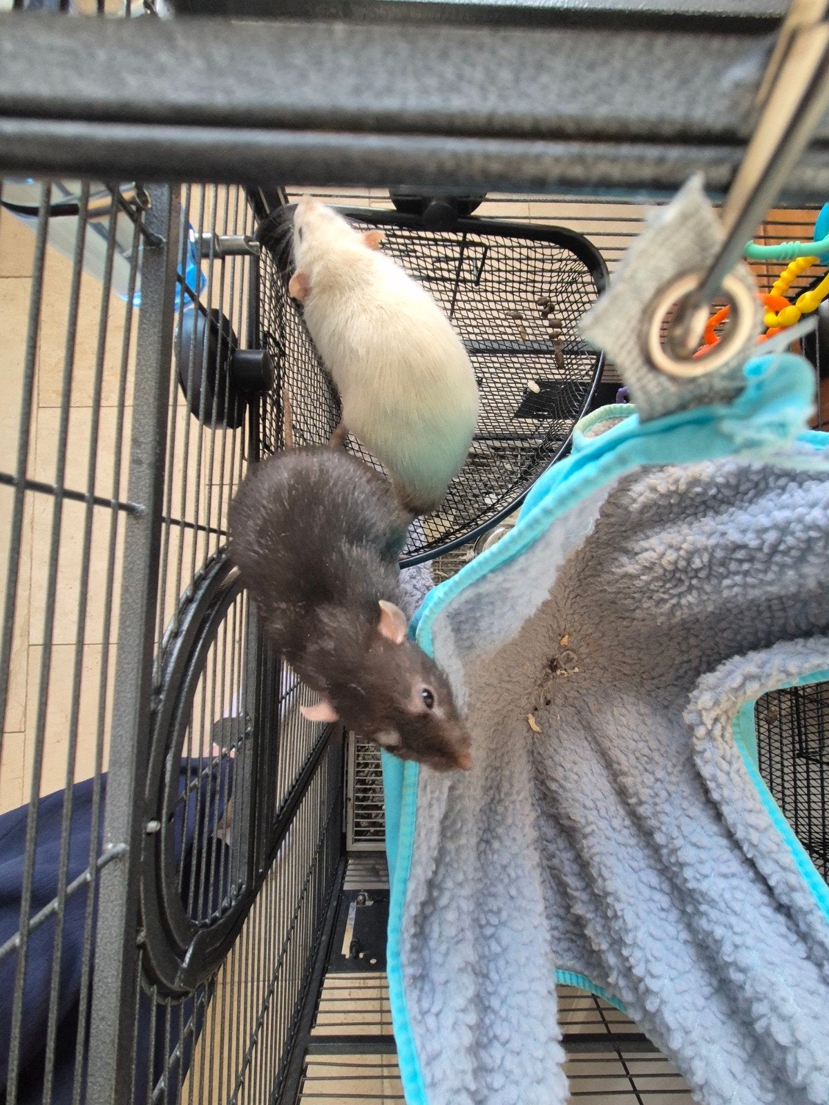 2 mannelijke ratten, Dieren en Toebehoren, Knaagdieren, Mannelijk, Rat, November, Tam