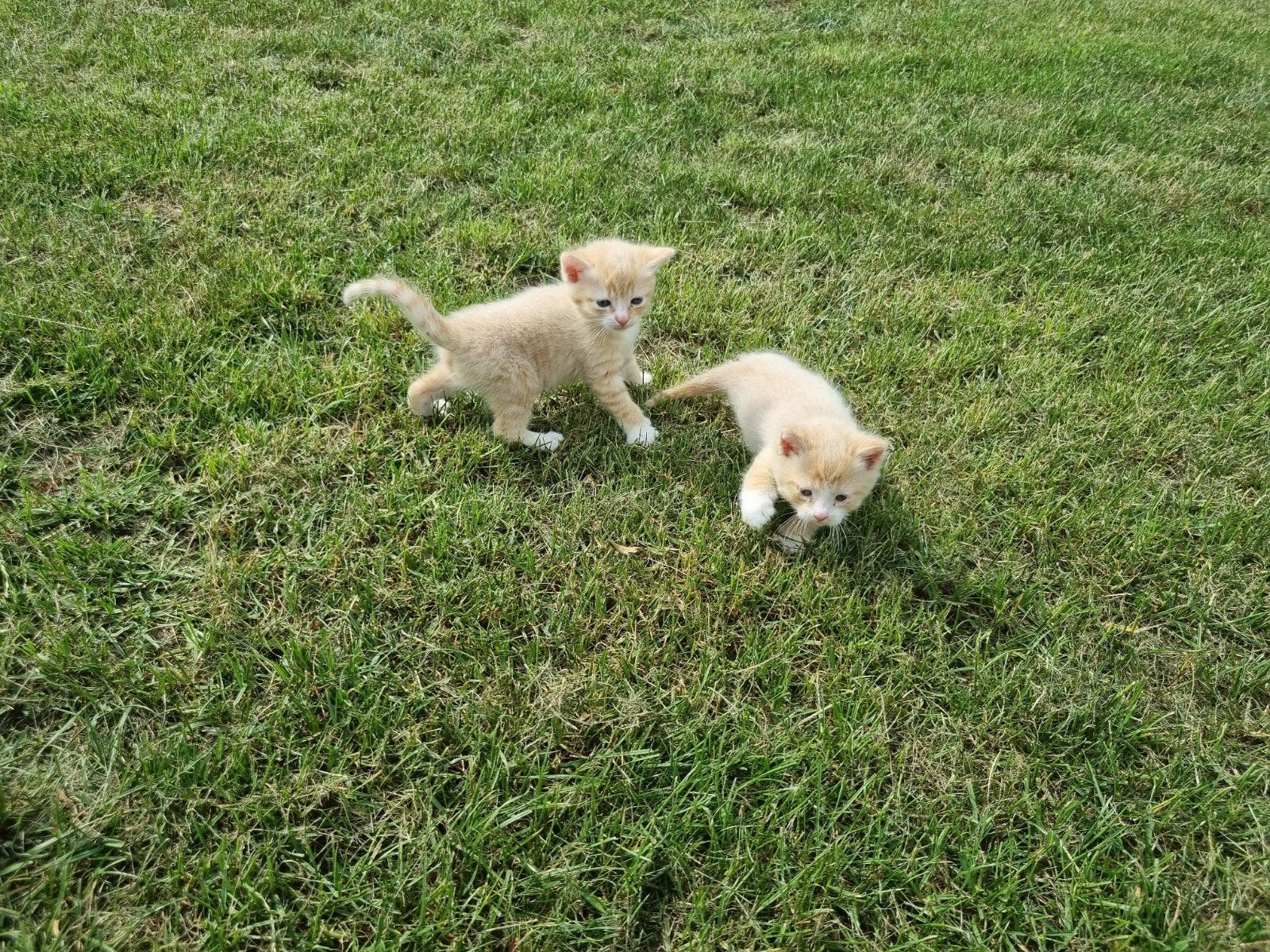4 katertjes, moeder  langharig, Dieren en Toebehoren, Katten en Kittens | Overige Katten, Kater
