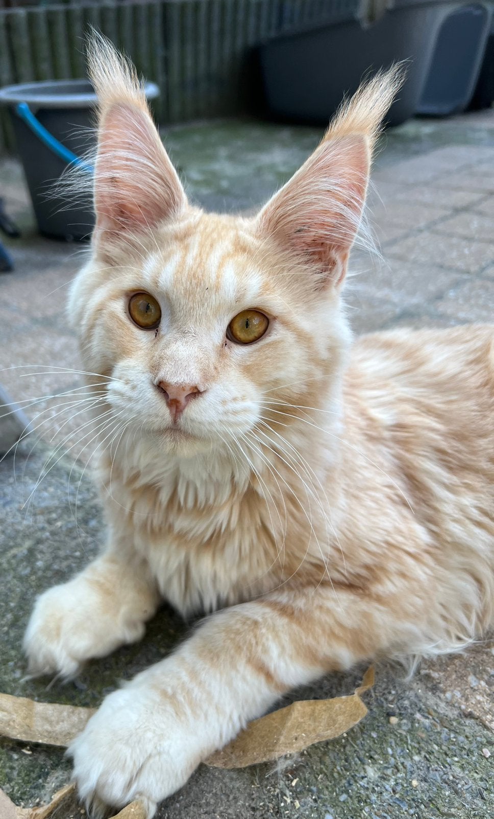 Prachtige crème-smoke Maine Coon kater met stamboom, Kater, Met stamboom