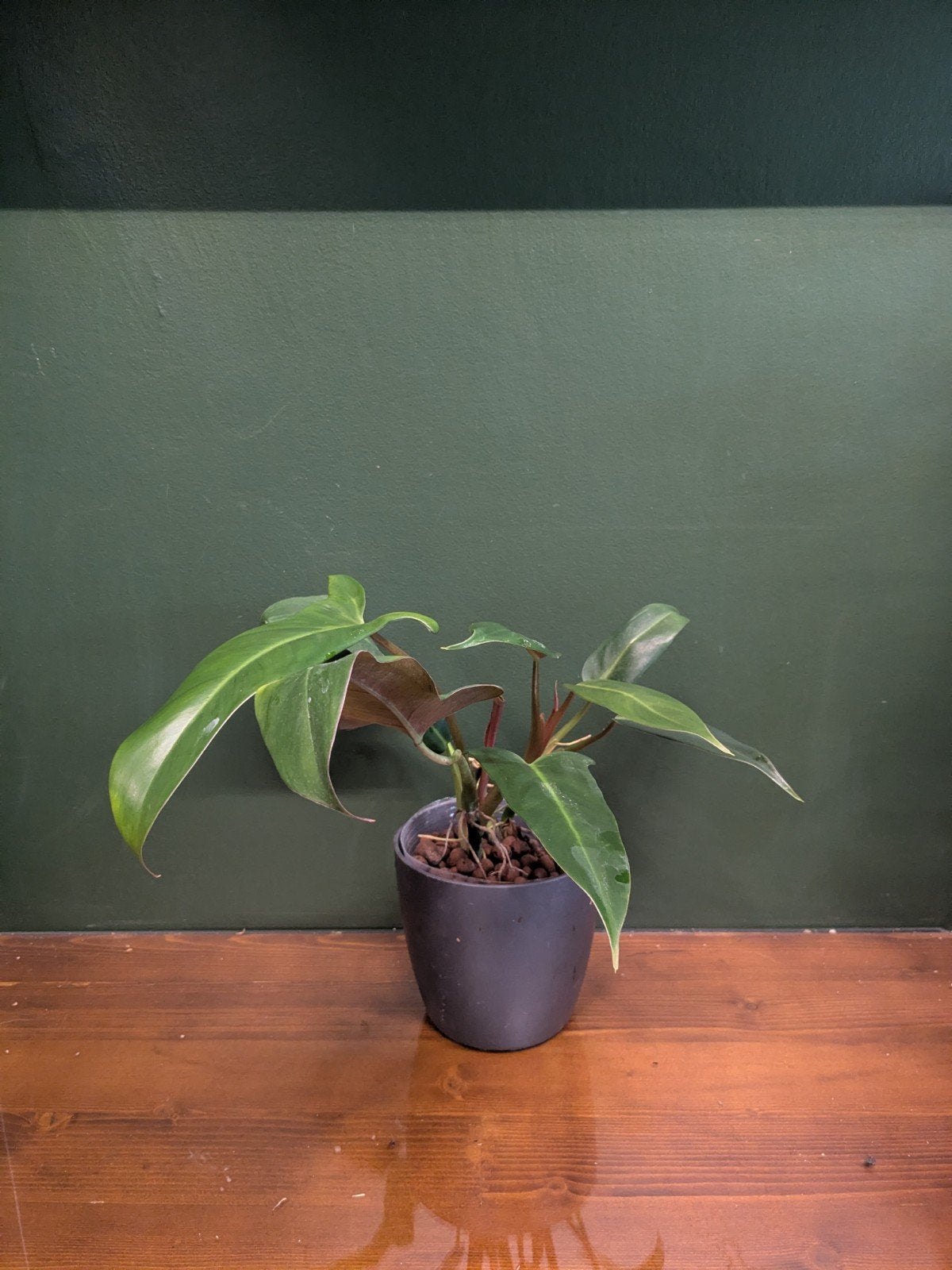 Philodendron Florida Green, Ophalen of Verzenden, Halfschaduw, Minder dan 100 cm
