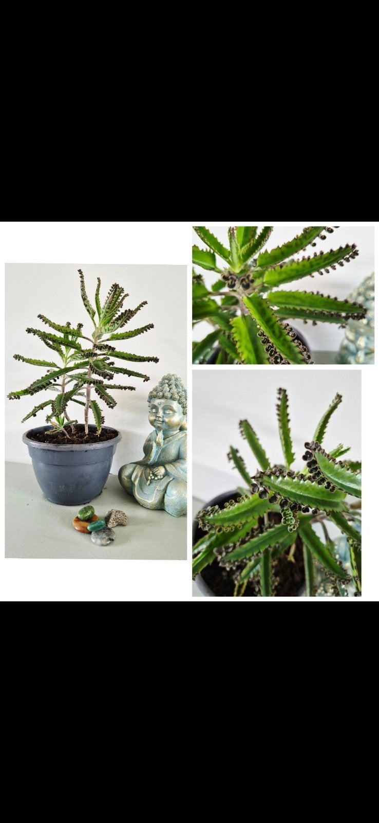vetplant mother of thousend, Ophalen, Overige soorten, Volle zon