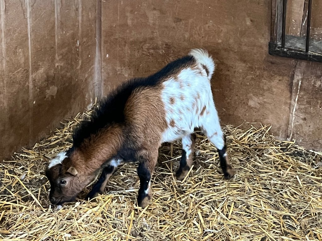 Geite bok, Dieren en Toebehoren, Mannelijk, Geit