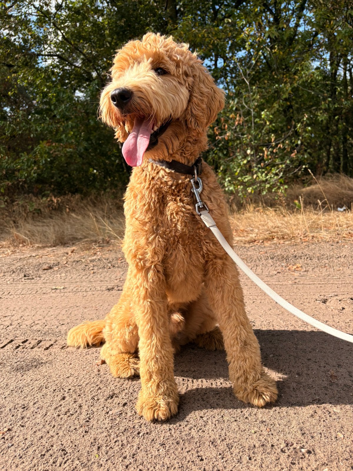 Herplaatser Goldendoodle 1 jaar reu, Dieren en Toebehoren, Parvo, 1 tot 2 jaar, Eén hond, Nederland