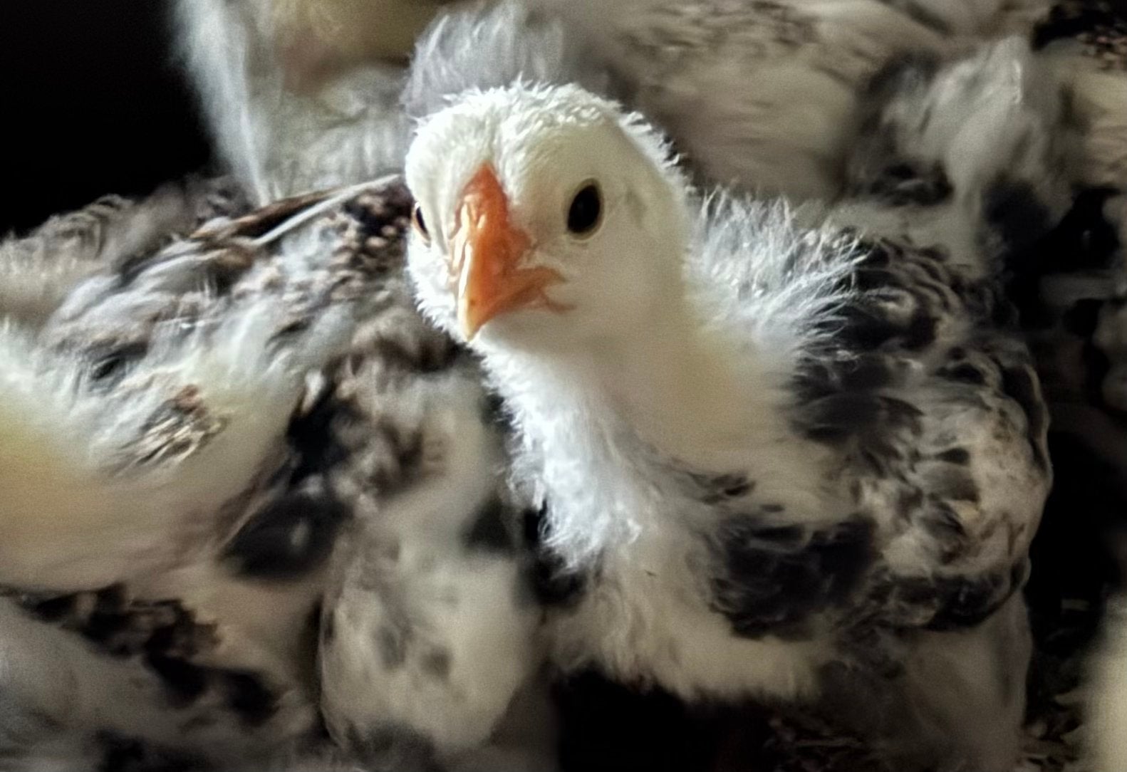 Jonge wyandotte kriel kuikens, Meerdere dieren, Kip