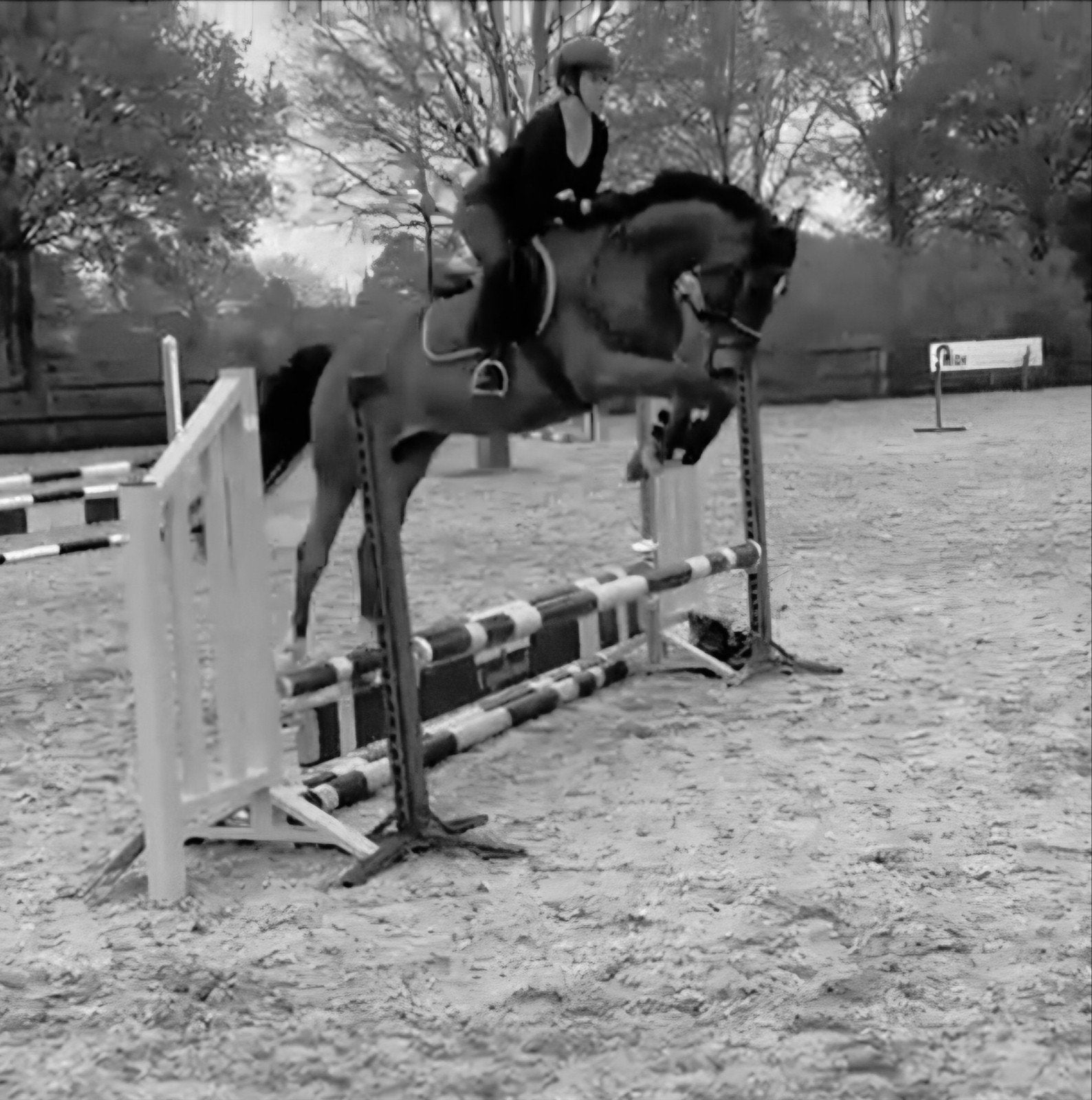 Brave allrounder/ springpaard, Springpaard, Met stamboom, Ruin, 3 tot 6 jaar