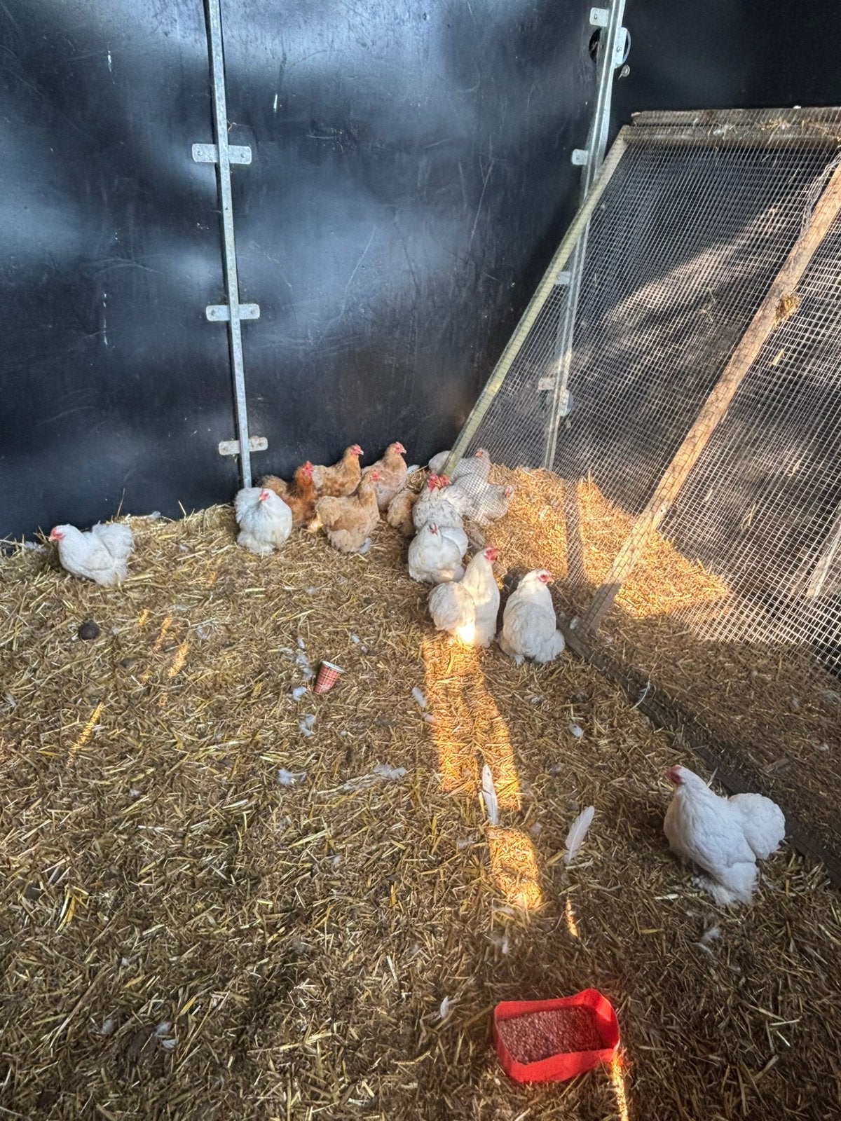 Mooie cochin krielen, Meerdere dieren, Kip
