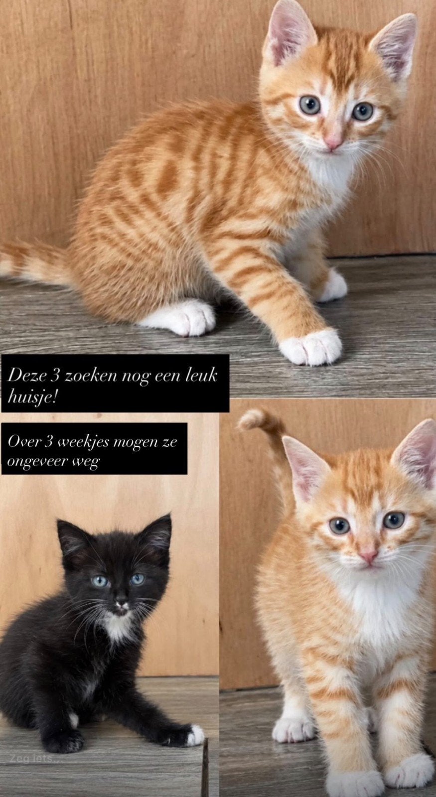 kittens te koop, Dieren en Toebehoren