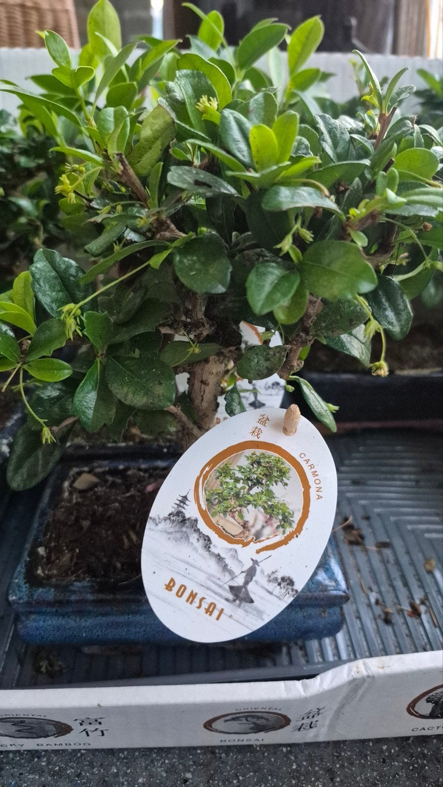 Bonsai boom - Carmona en Zelkova, Halfschaduw, Overige soorten, Lente, Minder dan 100 cm