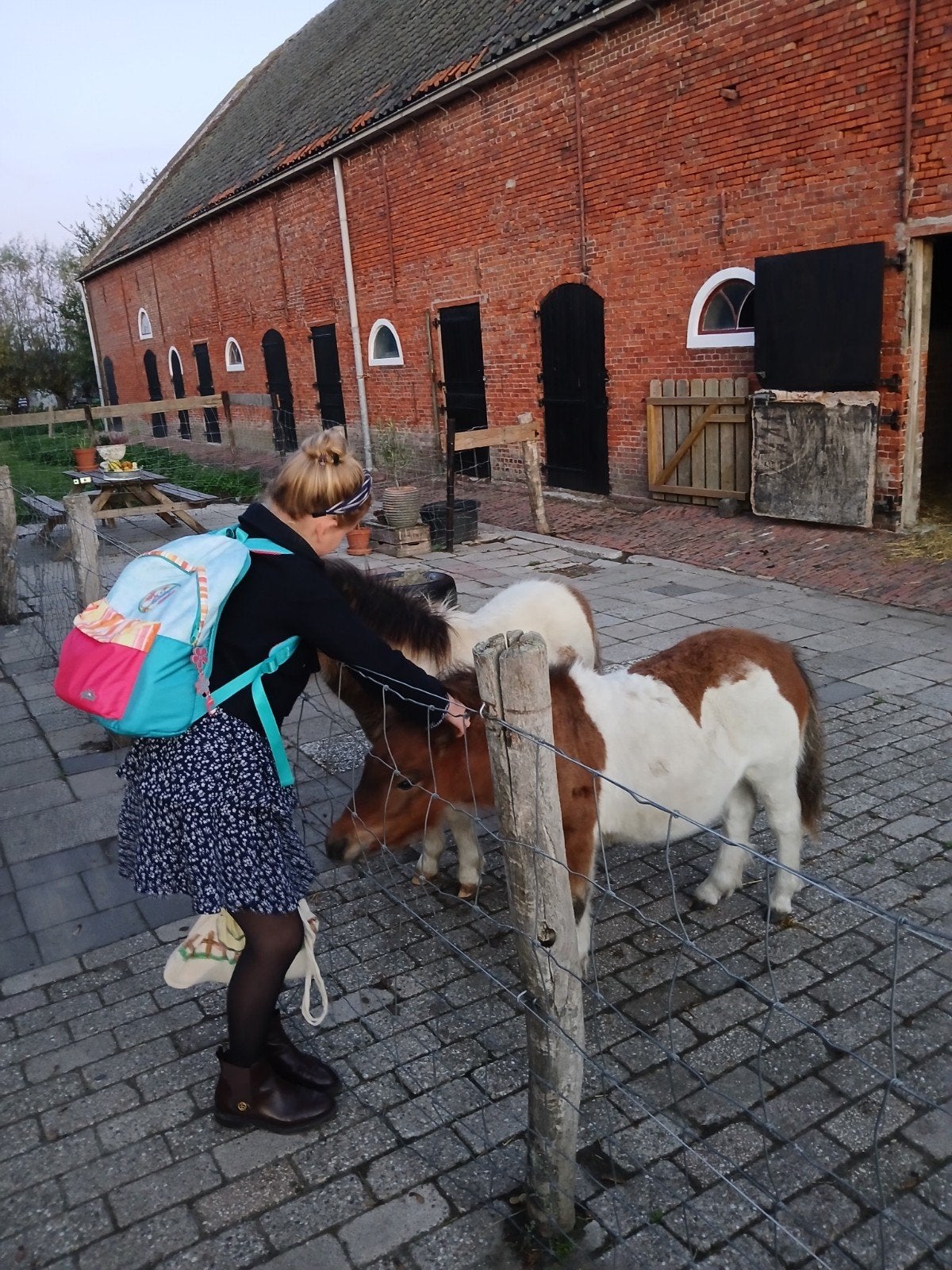 2 bruinbonte hengstveulens en 2 jarige vosmerrie, Hengst, A pony (tot 1.17m), Gechipt, 0 tot 2 jaar