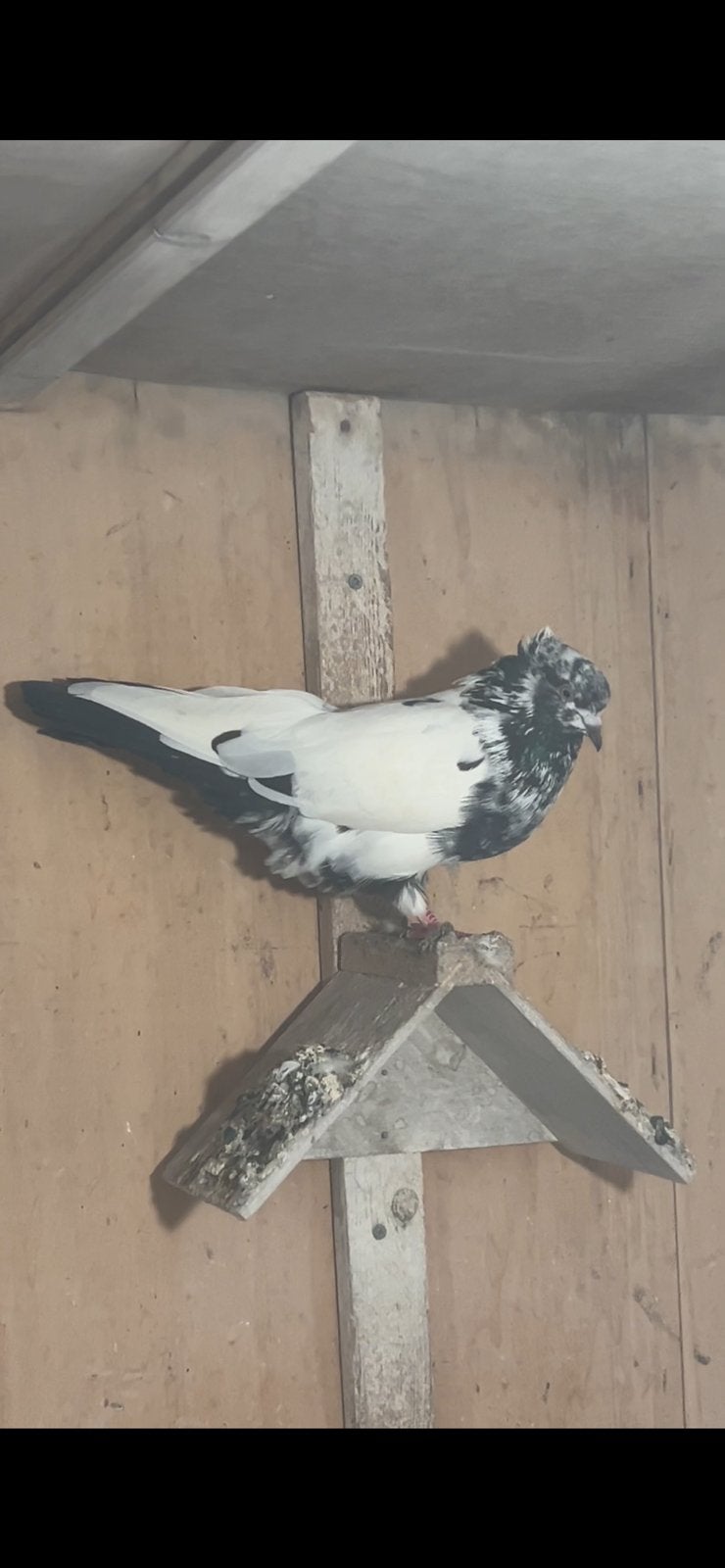 Iraanse duiven, Meerdere dieren, Postduif