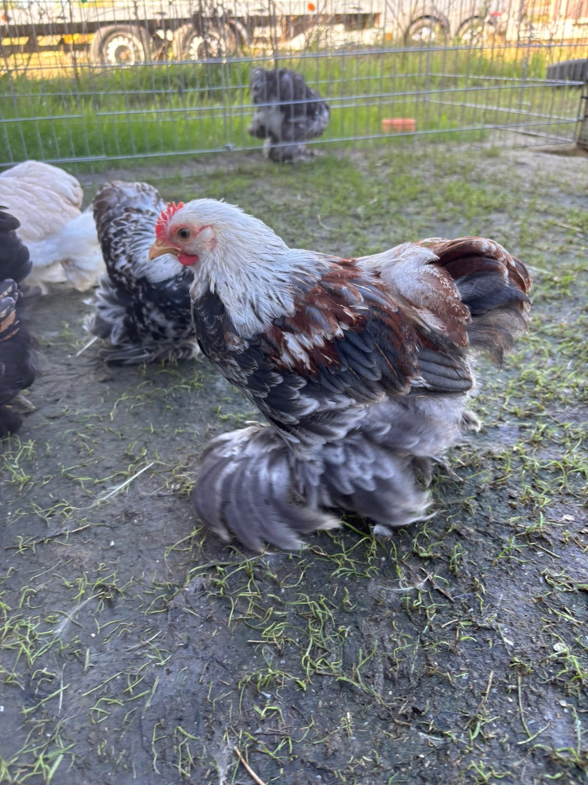 Prachtige Zilvertarwe cochin kriel hanen, Dieren en Toebehoren, Mannelijk, Kip
