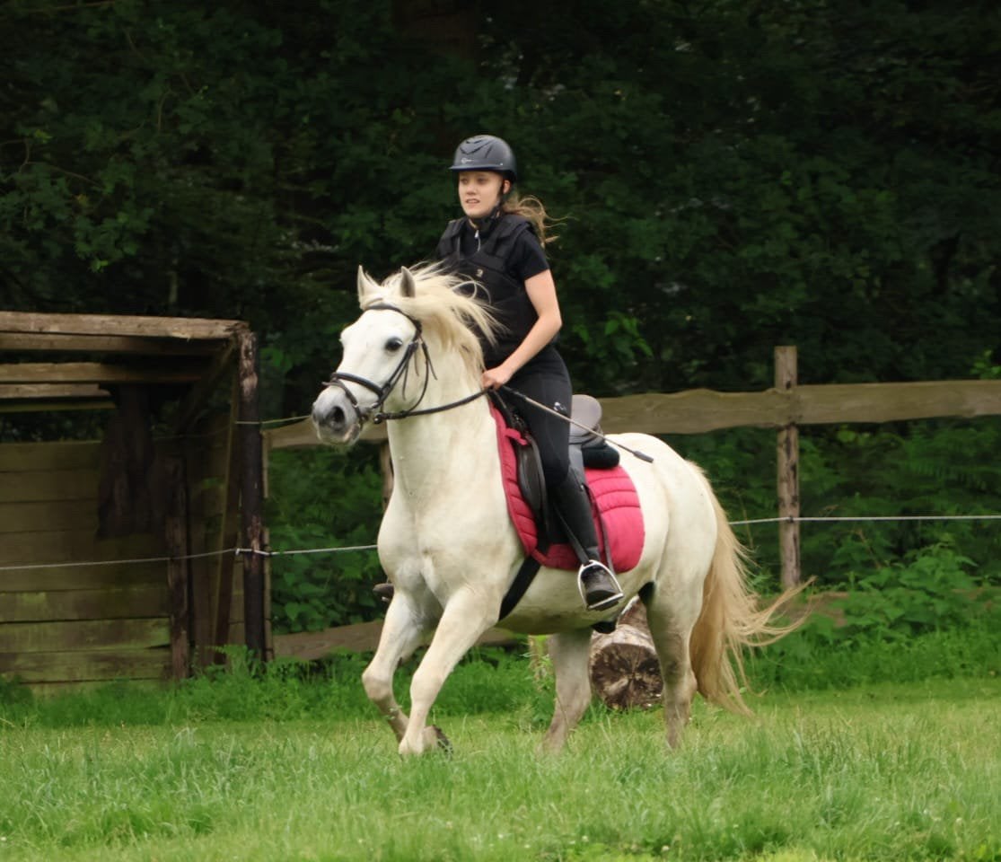 Verzorg/bijrijpaard/pony gezocht, Ophalen of Verzenden, Nieuw